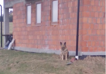 Pies znaleziony w Mszalnicy szuka domu.