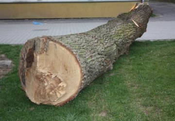 Zaproszenie do składania ofert na zakup drewna dębowego