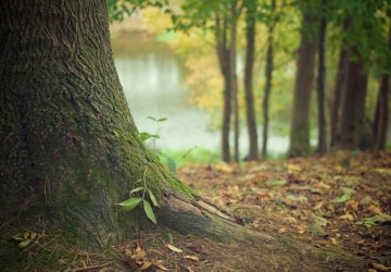 Informacja dla właścicieli lasów z obrębu Mystków