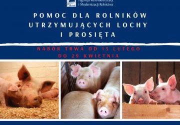 Pomoc dla utrzymujących lochy i prosięta – na razie blisko 2 tys. wniosków trafiło do ARiMR